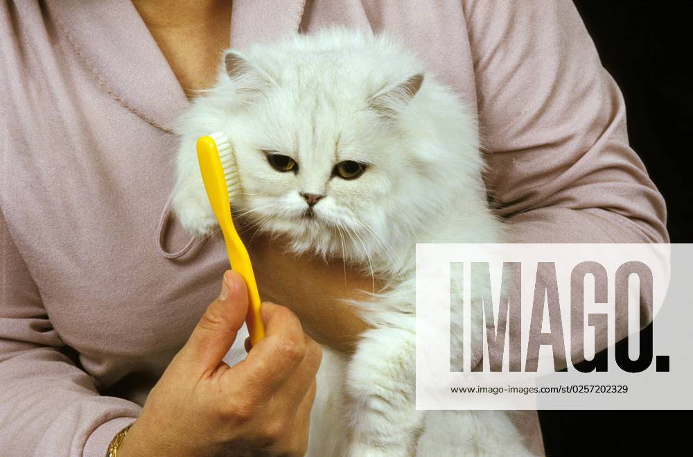 Woman with White Persian House cat
