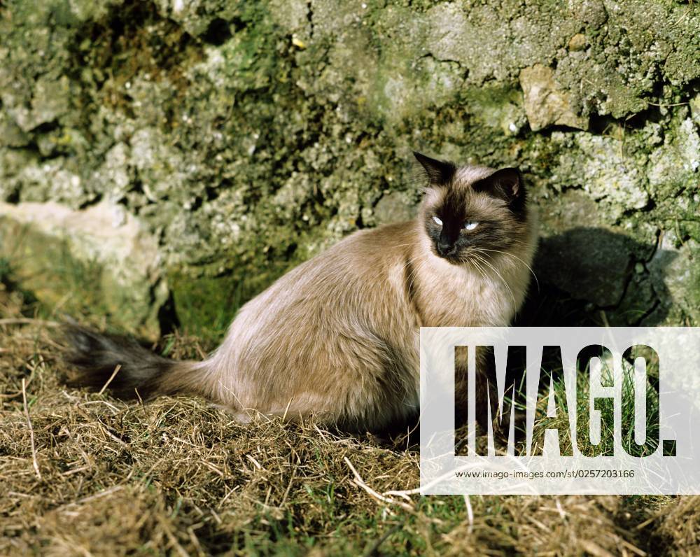 Balinese House cat