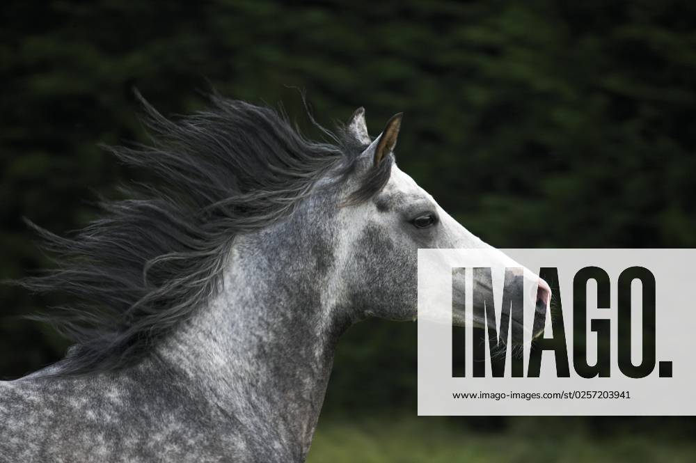 Arabic Horse, Adult with Mane at Wind