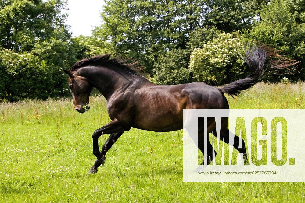 English Thoroughbred, Male galoppierend via the Meadow, Normandy