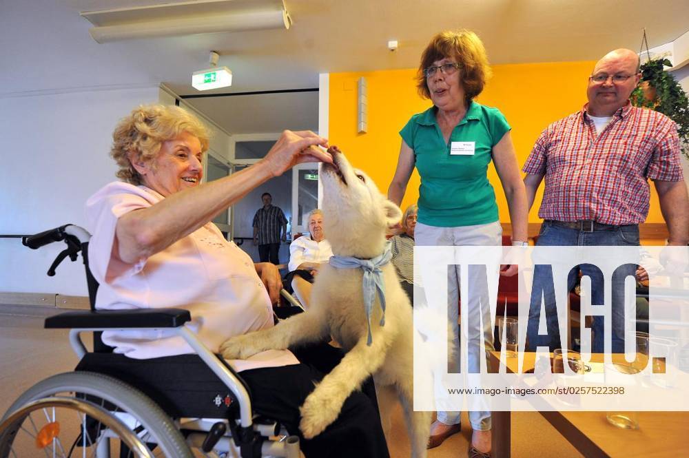 AWO Kurt schumacher Zentrum am Mittwoch, 19.06.2013 in Essen. Die Demenzstation erh lt Besuch vom Malteser Hilfsdienst, der mit seinen Hunden kommt und die Bewohner der Demenzstation besucht.Im Bild f ttert Ursula Maedger den neunj hrigen Samojedenhund Bella. Foto: Joachim Kleine-B ning WAZ FotoPool AWO Kurt schumacher Zentrum am Mittwoch, 19.06.2013 in Essen. Die Demenzstation erhält Besuch vom Malteser Hilfsdienst, der mit seinen Hunden kommt und die Bewohner der Demenzstation besucht.Im Bild füttert Ursula Maedger den neunjährigen Samojedenhund Bella. Deutschland NRW Essen