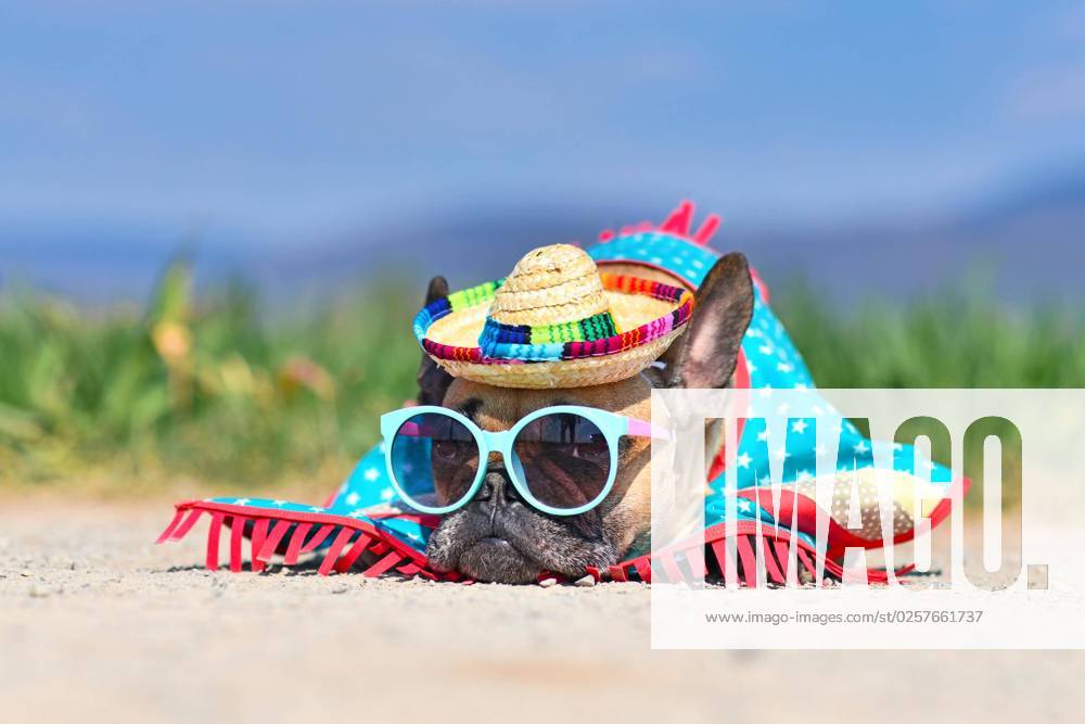 Adorable French Bulldog Dog dressed with Sunglasses, a colourful Straw hat and Poncho Dress at the Floor before blurred Meadow at Summer are