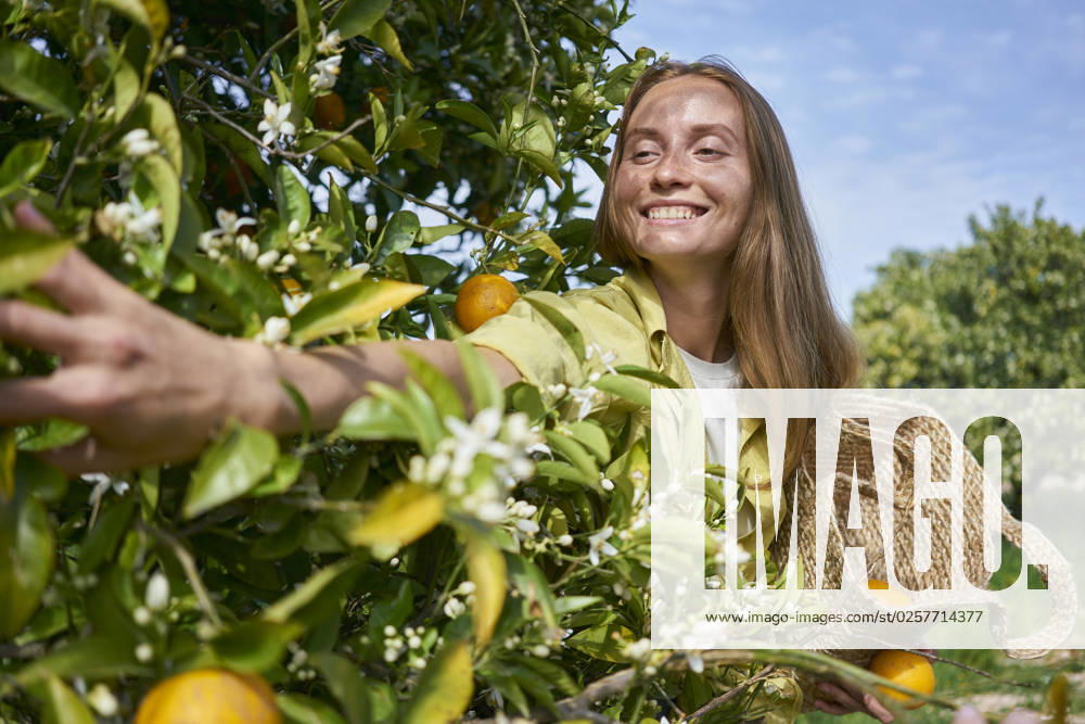 Smiling woman reaching at oranges on tree at orchard model released, Symbolfoto property released, ANNF00192