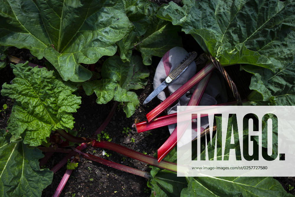 Harvesting of rhubarb growing in garden, LVF09356