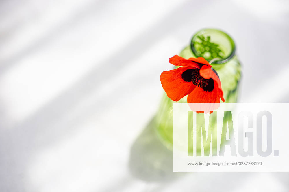 From above interior decor glass vase with red poppy flower in white table on sunny day AnnaBogush_ID14238_428544_001