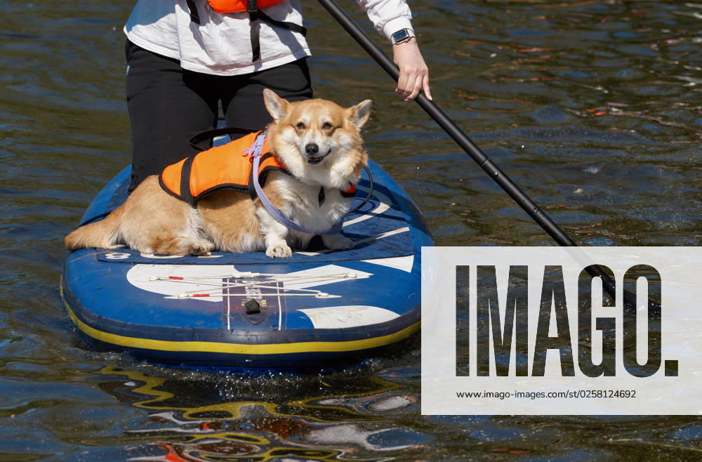 Russia Petshop Days Festival 8443960 28.05.2023 A young woman with her pet is seen on a sup board at the Petshop SUP festival in the Primorsky Victory Park on Krestovsky Island in St. Petersburg, Russia. Alexei Danichev Sputnik St. Petersburg Russia
