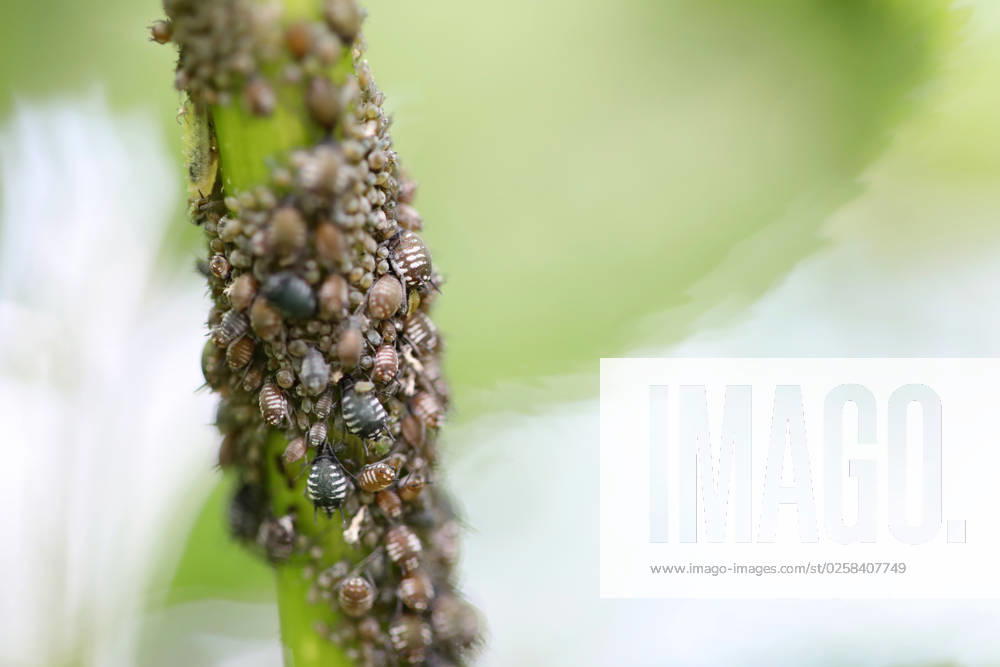 Nature 25 05 2023, Ostramondra, leaf louse or Aphidoidea plant lice Sternorrhyncha on elderberry Sambucus.