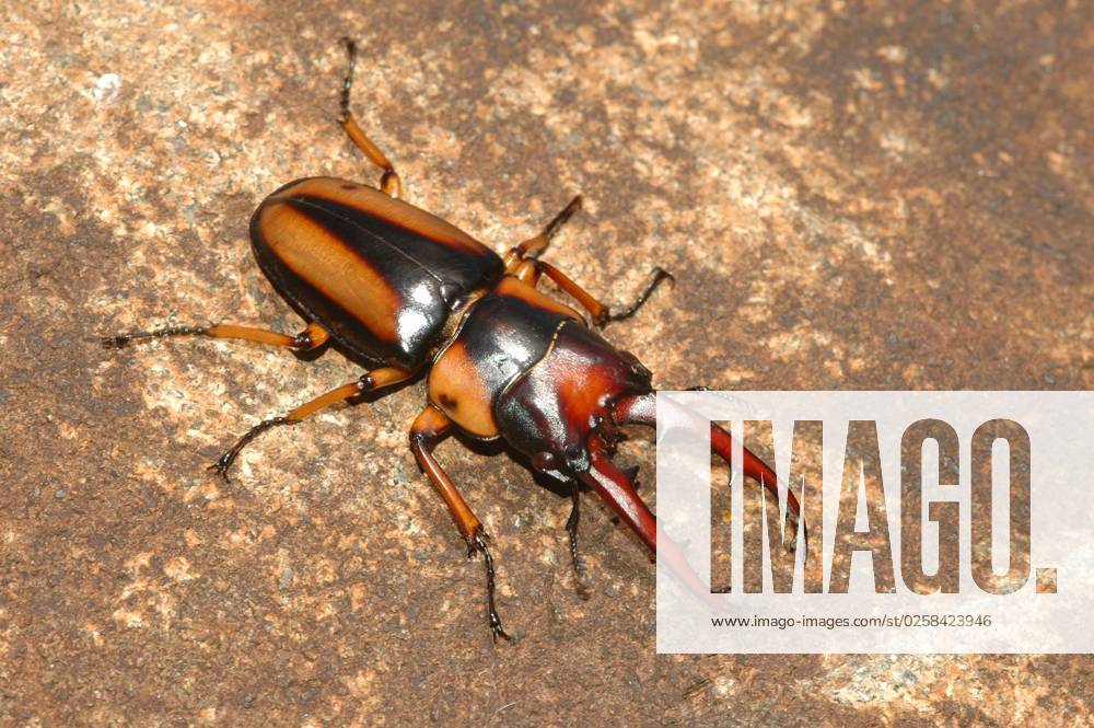 Kenyan Goliath beetle, male