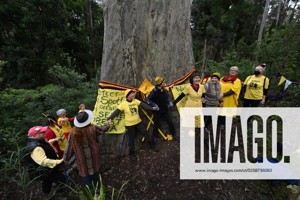 KNITTING NANNAS TREE CUTTING PROTEST, On World Environment Day more than twenty members of the Knitting Nannas conservation and enviromental group wrap Big Spotty, a giant spotted gum, in the North Brooman State Forest near Termiel, south of Sydney, Monday, June 5, 2023. Big Spotty is a 72 metres high,12 metres wide, possibly the tallest spotted gum in the world, dated at around 500 years old. The area in which Big Spotty is growing has been identified for logging which is due to start in September this year. ( NO ARCHIVING, , NO USE IN BOOKS WITHOUT CONSENT SYDNEY NSW AUSTRALIA