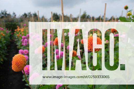 A scenic view of colorful dahlia flowers growing in the field under the gloomy sky *** einer landschaftlich Ansicht des farbenfroh Dahlie Blumen wachsend ÊIn der Feld unterhalb der düsterer Himmel 9458916 RECORD DATE NOT STATED