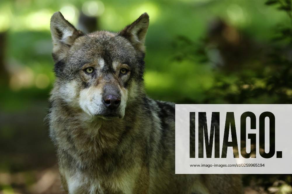 European Wolf Canis Lupus at Forest, Animal portrait, France, Europe