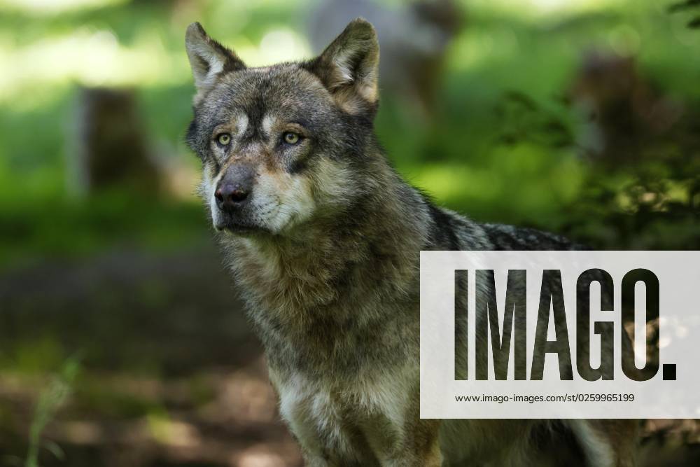 European Wolf Canis Lupus at Forest, Animal portrait, France, Europe
