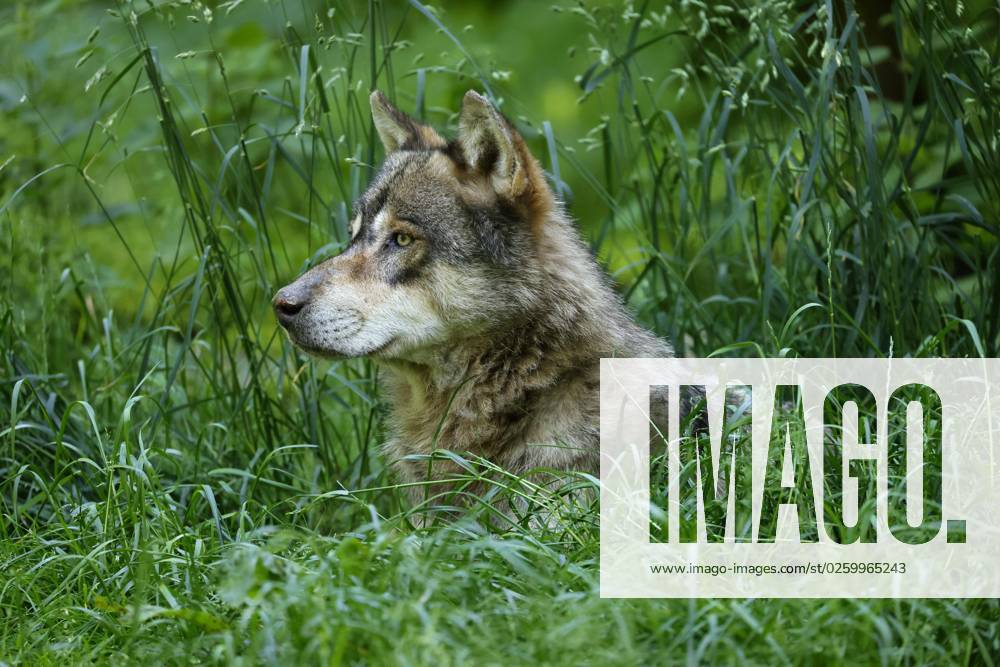 European Wolf Canis Lupus is in a Meadow, Animal portrait, France, Europe