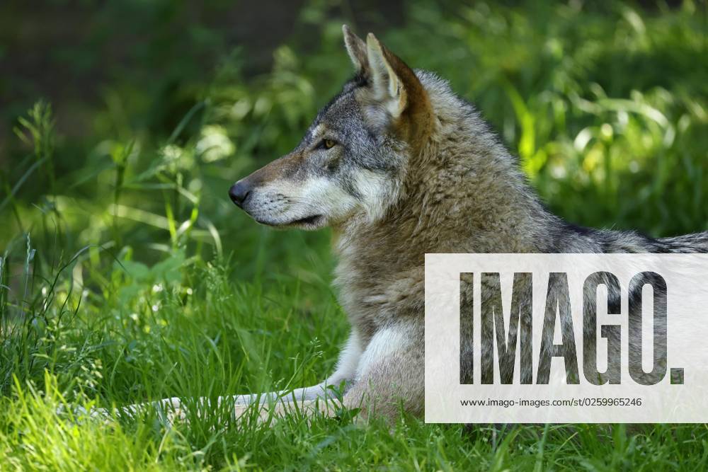 European Wolf Canis Lupus is in a Meadow, Animal portrait, France, Europe