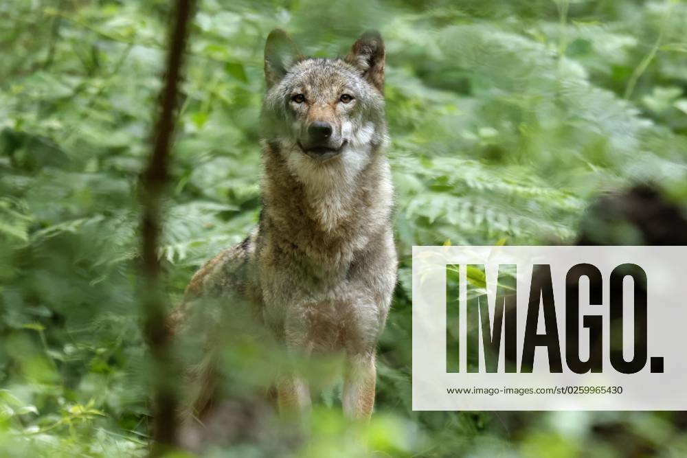 European Wolf Canis Lupus Animal portrait, Germany, Europe