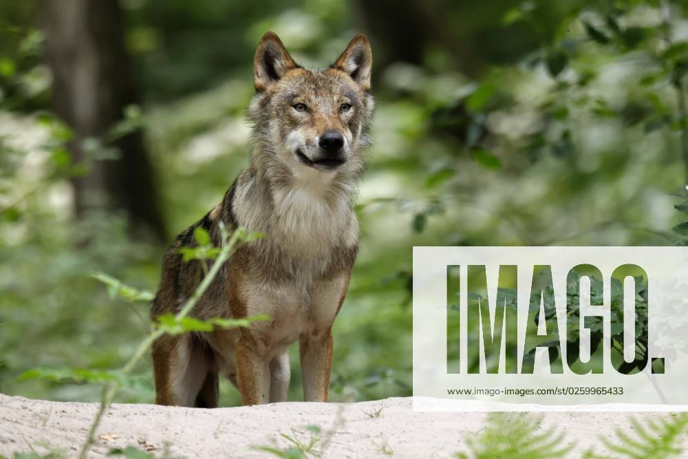 European Wolf Canis Lupus Animal portrait, Germany, Europe