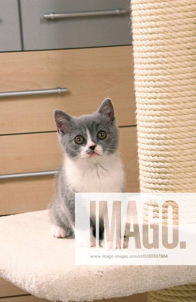 British Shorthair Cat, kitten, Blue white, British Shorthair cat, Kittens, Blue white, at Cat tree, Mammals, mammals, animals, Domestic cat, Domestic cat, Pet, Pet, pet, Pedigree cats, inside, Young animal, young, Puppy, exemptable, Eye contact, Eye contact, frontal, Head on, from front, sit, Sitting
