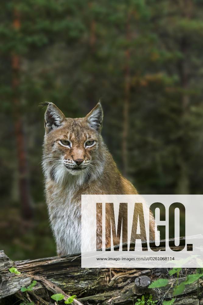 East Siberian Lynx Lynx Lynx wrangeli Lynx Lynx cervaria at Forest, Subtype of Eurasian Lynx, domiciled at Russian remote East