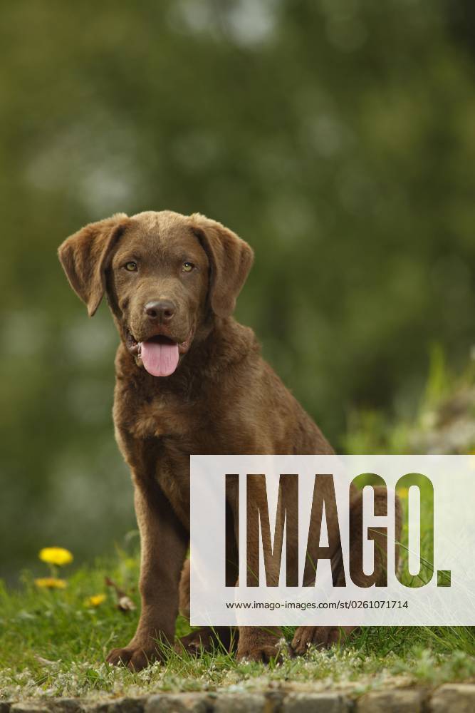 Chesapeake Bay Retriever, Puppy, 14 weeks