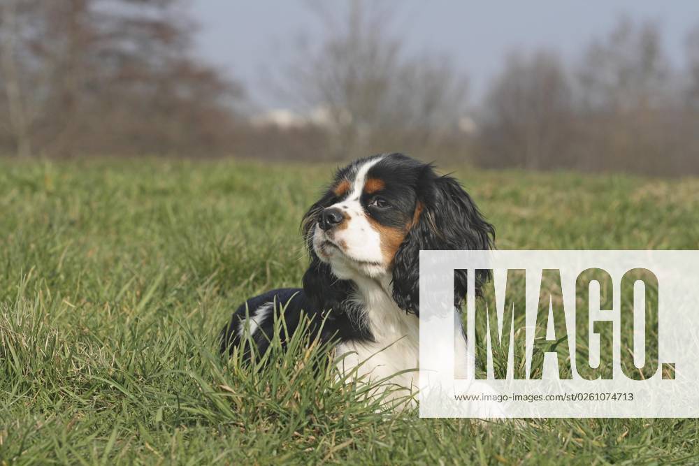 Cavalier King Charles Spaniel is at the Meadow