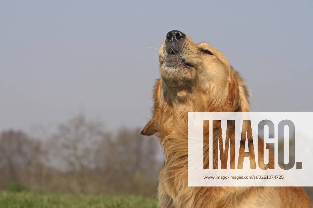 Golden Retriever Portrait, Headshot Golden Retriever barks at Background blue Sky