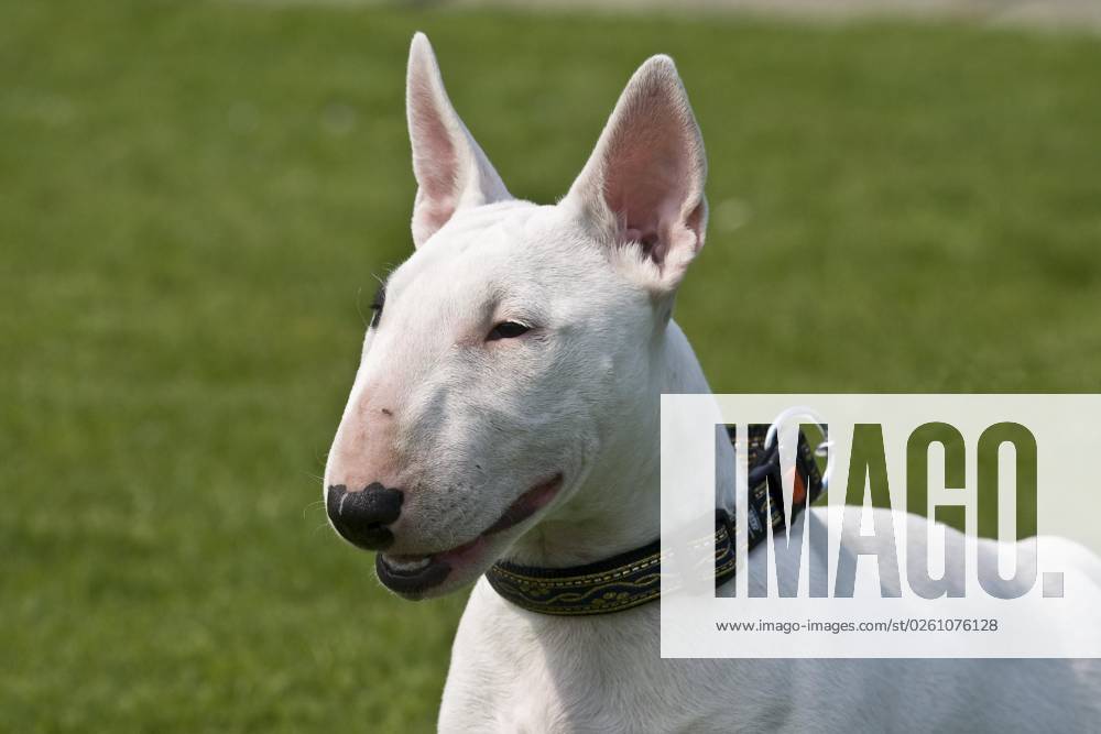 Miniature Bull Terrier, Portrait, Headshot