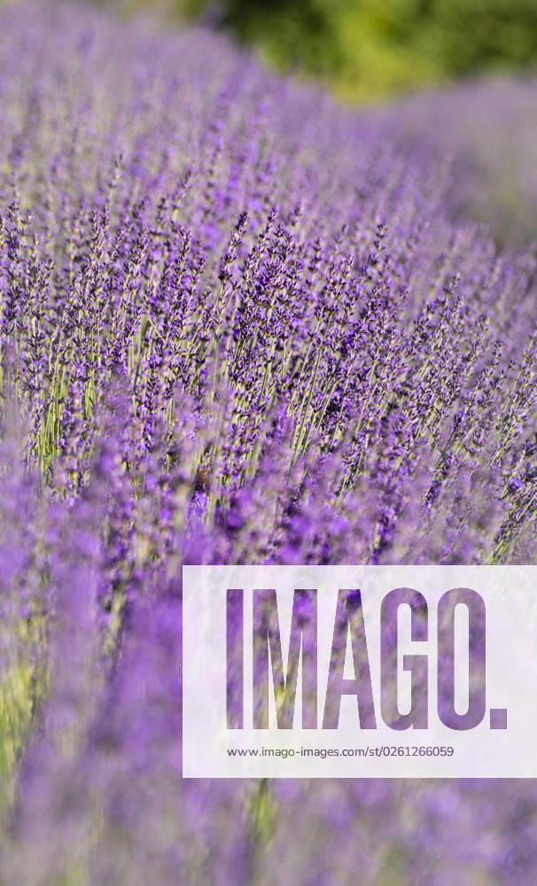 The color purple splendor of flowers in Provence From the end of June beginning of July, the lavender fields in the southern French Provence begin to bloom in different shades of purple The unusual color splendor as here not far from Sault fascinates every year visitor