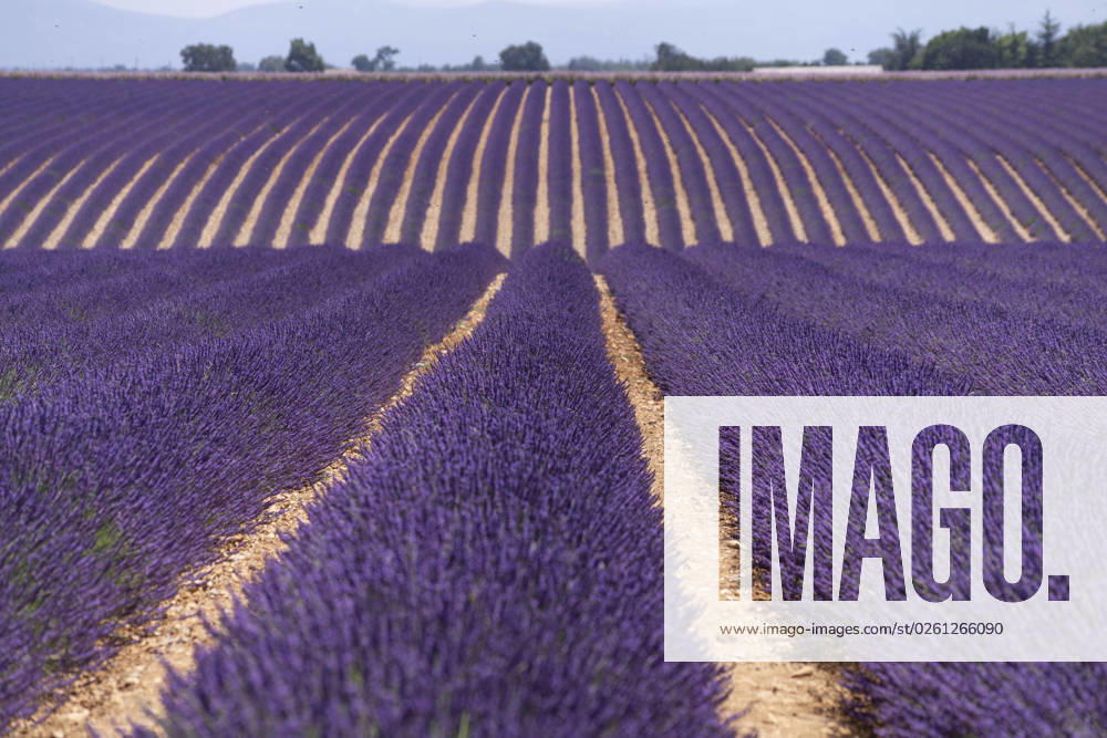 The color purple splendor of flowers in Provence From the end of June beginning of July, the lavender fields in the southern French Provence begin to bloom in different shades of purple The unusual color splendor as here not far from Sault fascinates every year visitor