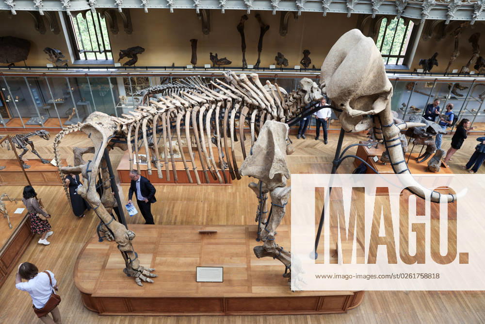 Restored Durfort Mammoth At National Museum Of Natural History - Paris Unveiling of the restored Durfort mammoth at the National Museum of Natural History in Paris. An emblematic figure in the Gallery of Paleontology and Comparative Anatomy of the Museum, where it has been presented for nearly 150 years, the skeleton of the Durfort mammoth is also the only French specimen mounted and exhibited, on June 27, 2023 in Paris. Photo by Christophe Michel ABACAPRESS.COM PARIS ILE DE FRANCE France