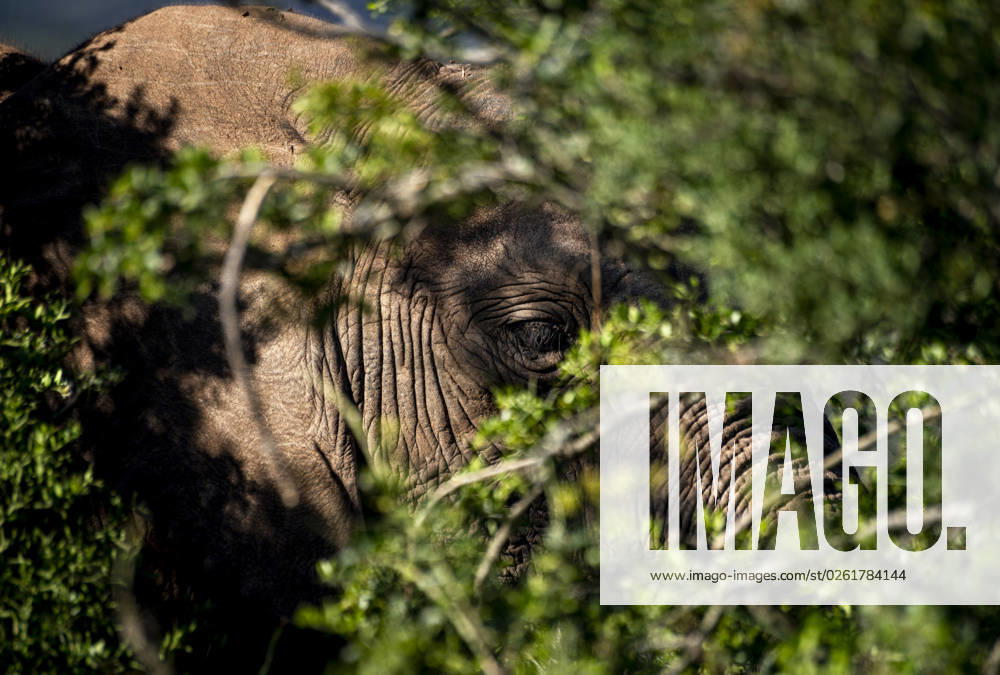 South Africa Elephant in the wild An elephant appears to be hiding in the greenery of a South African national park Wildlife watching is one of the tourist highlights of traveling through the country Cape Town Western Cape South Africa