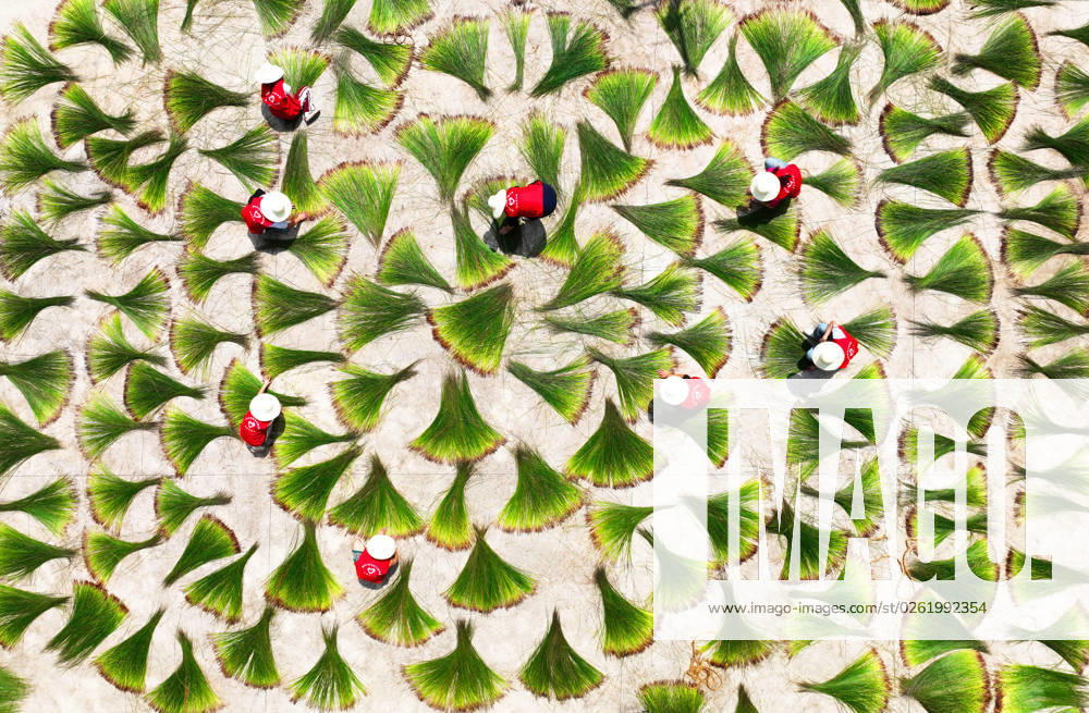 KW26 Bilder des Jahres 2023, News 06 Juni QIDONG, CHINA - JUNE 28: Aerial view of volunteers drying harvested common rush, or Juncus effusus, in the field on June 28, 2023 in Qidong County, Hengyang City, Hunan Province of China.