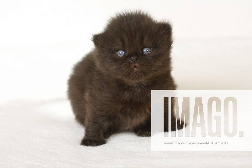 British Longhair cat, Kittens, 3 Weeks, Highlander, Lowlander, Britanica, BLH, Exemptable