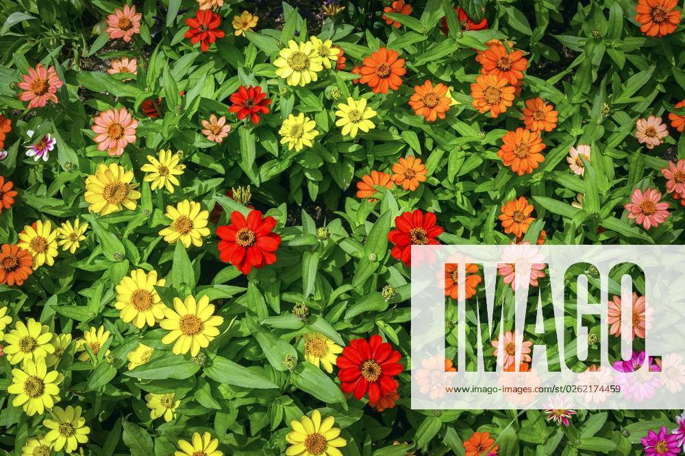 Zinnien Zinnia , Allgäu, Bavaria, Germany, Europe