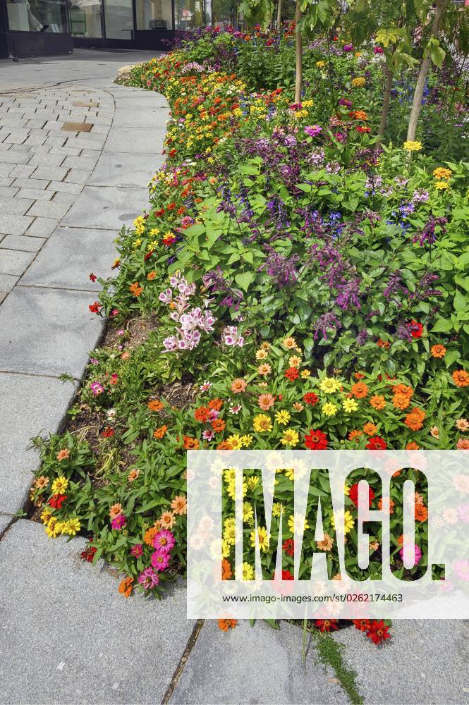 Flowerbed with Spring flowers and Zinnien Zinnia , Kempten, Allgäu, Bavaria, Germany, Europe