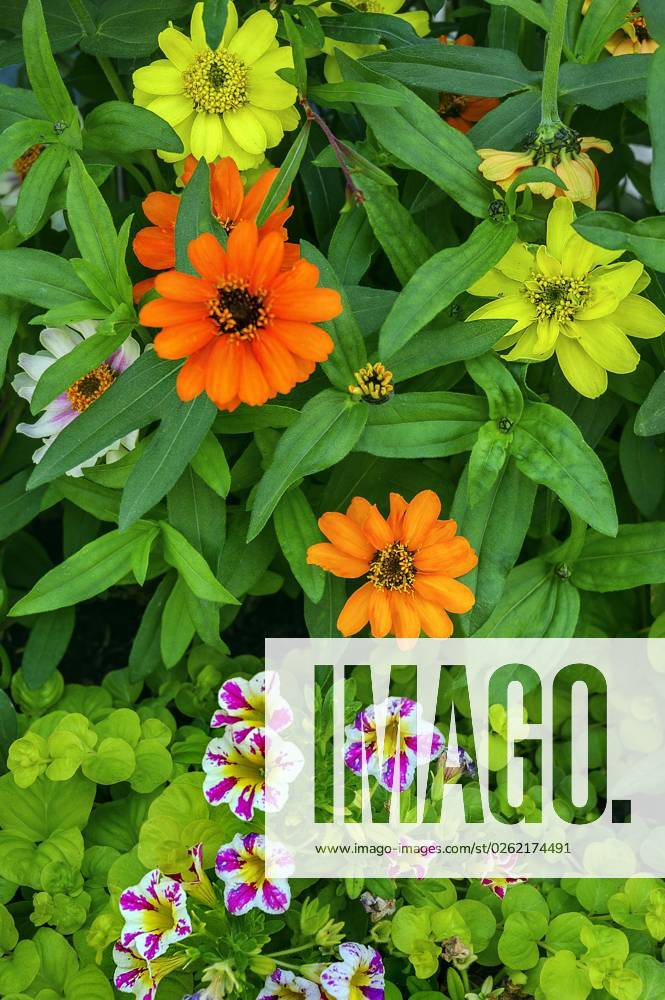 Zinnien Zinnia and Petunias Petunia , Allgäu, Bavaria, Germany, Europe