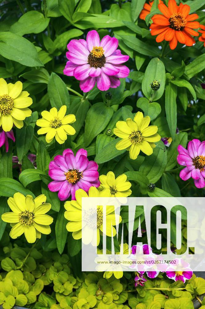Zinnien Zinnia and Petunias Petunia , Allgäu, Bavaria, Germany, Europe