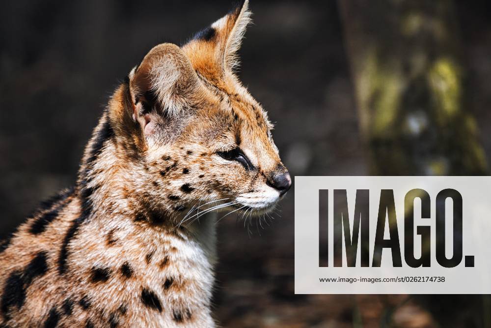 Serval Leptailurus Serval , Portrait, Zoom World of experience Gelsenkirchen, Ruhr area, Germany, Europe