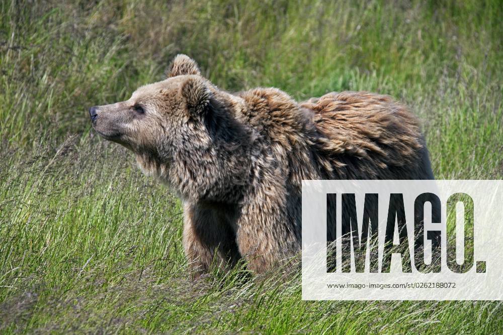 European Brown bear Ursus arctos , Portrait at Grassland, Sweden, Europe