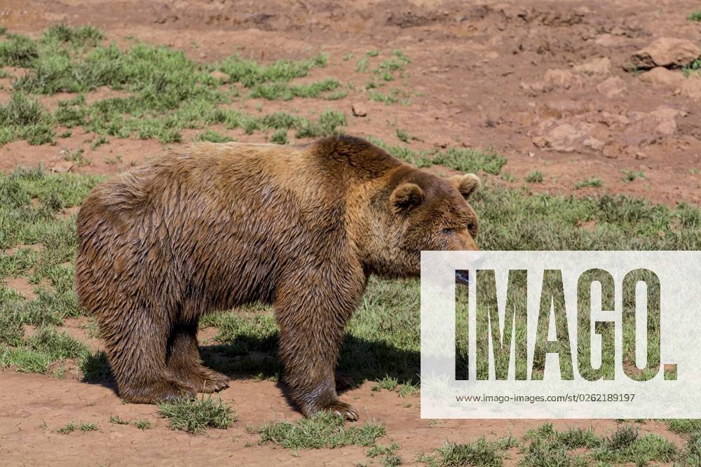 Portrait one Eurasian Brown bears Ursus arctos arctos , Nature Park Cabarceno, Penagos, Cantabria, Spain, Europe