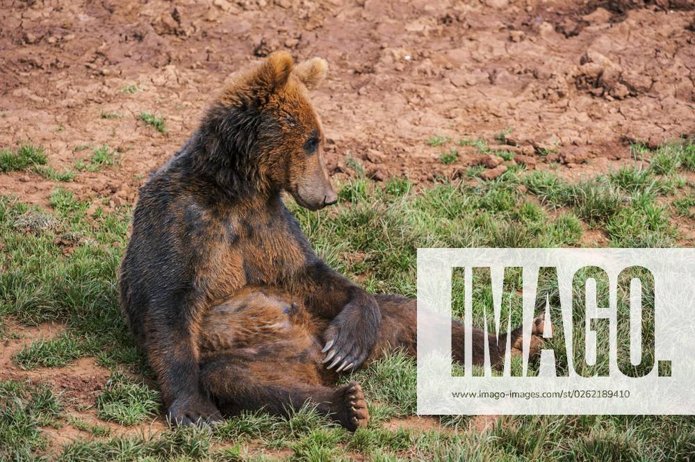 Portrait one at the Floor sitting Eurasian Brown bears Ursus arctos arctos