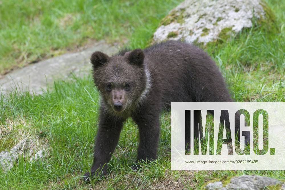 Brown bear Ursus arctos Young one Portrait