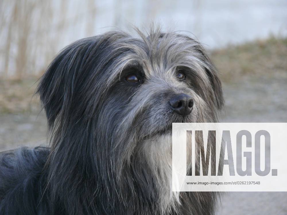 Dog, Berger de Pyrene, Head Portrait