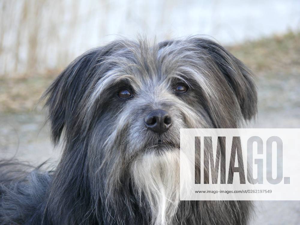 Dog, Berger de Pyrene, Head Portrait