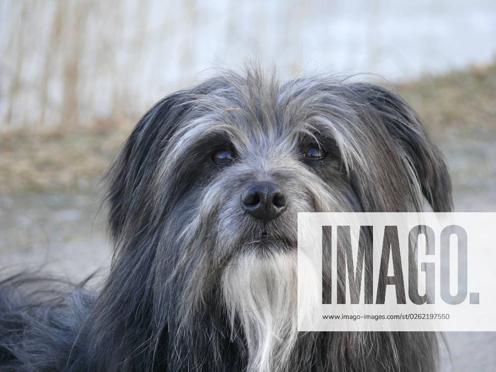Dog, Berger de Pyrene, Head Portrait