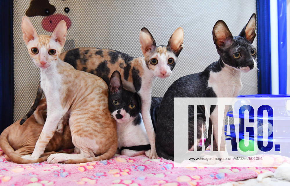 Russia Cat Show 8471574 02.07.2023 Cornish Rex cats are seen during the CoShariki show of cats in Moscow, Russia. Natalia Seliverstova Sputnik Moscow Russia