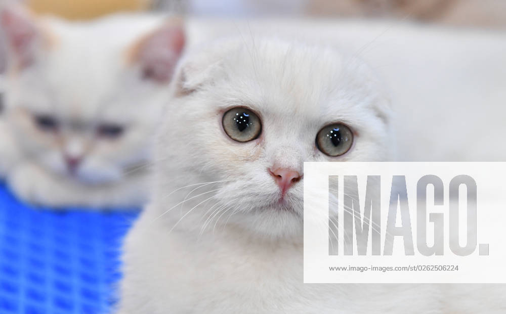 Russia Cat Show 8471617 02.07.2023 A Scottish Fold (Scottish lop-eared) cat is seen during the CoShariki show of cats in Moscow, Russia. Natalia Seliverstova Sputnik Moscow Russia