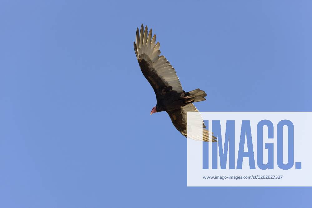 Turkey vulture Cathartes Aura , at Flight, Paracas Reserve in Peru