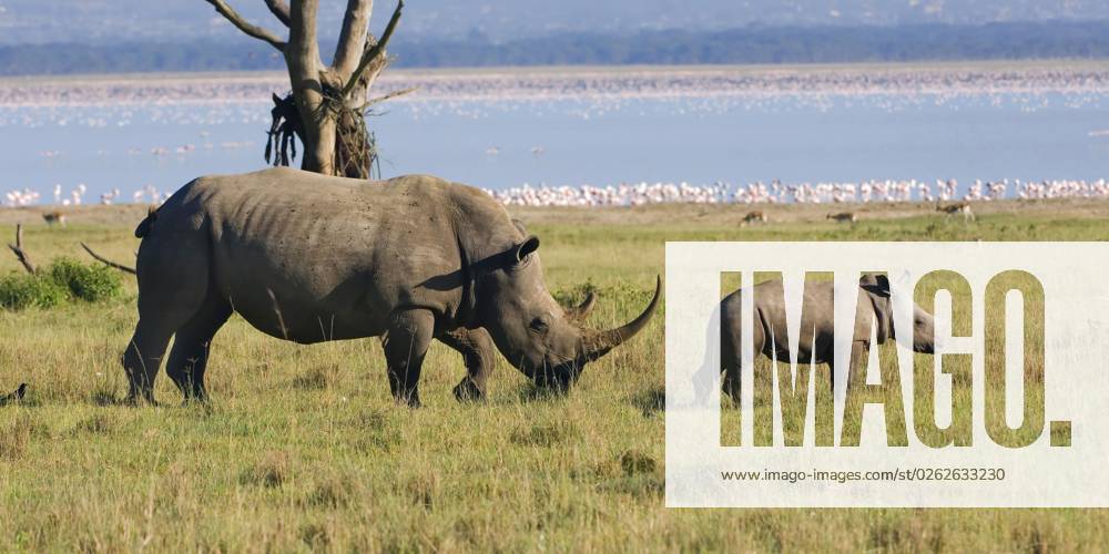 White rhinoceros, Female with Young animal, Nakuru Lake National Park, Kenya, lateral, Africa
