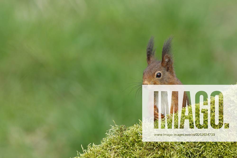 Squirrel Sciurus vulgaris , looks behind a Tree root out, Animal portrait, Wildlife, North Rhine Westphalia, Germany, Europe