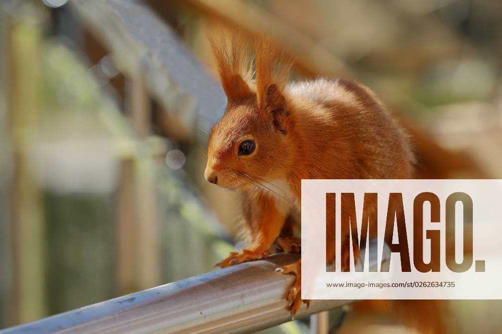Squirrel Sciurus vulgaris , sits at Balcony railings, Animal portrait, North Rhine Westphalia, Germany, Europe